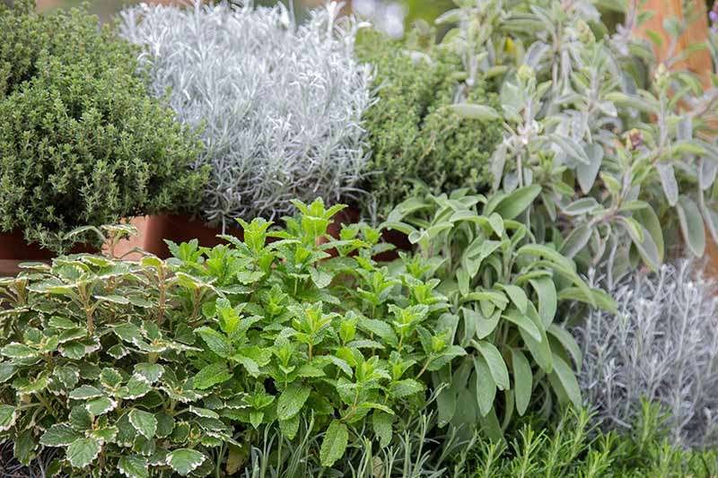 13 Fresh Herbs and How to Use Them – Ancient Herbal Health